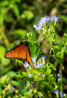 National Butterfly Center-DSC_6395