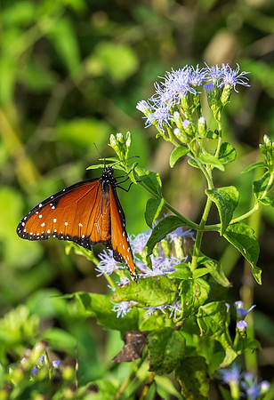 National Butterfly Center-DSC_6395