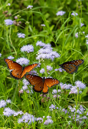 National Butterfly Center-DSC_6572