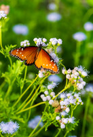 National Butterfly Center-DSC_6383
