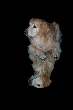 Kila-Spirits Goldens-295