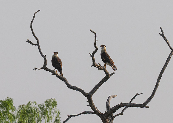 RGV birds_MAK0899