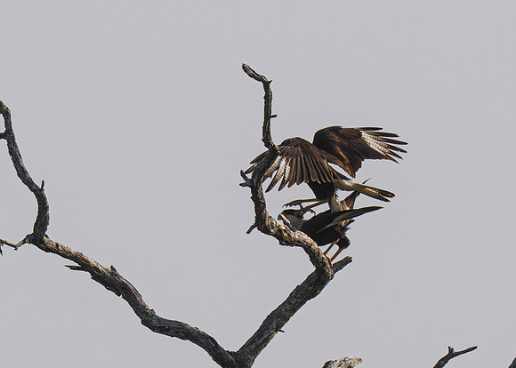 RGV birds_MAK0864-Enhanced-NR