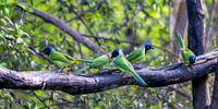Green Jays-DSC_6506-Enhanced-NR