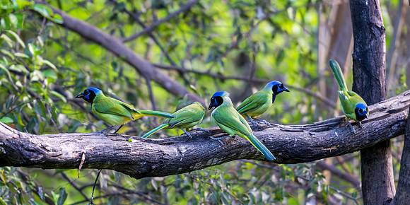 Green Jays-DSC_6506-Enhanced-NR