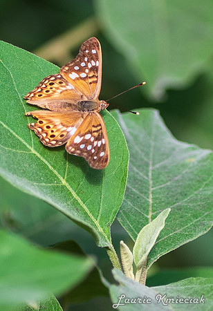 butterflies23-LAK_1654