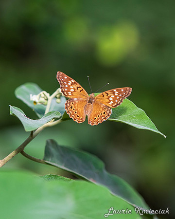 butterflies23-LAK_1664