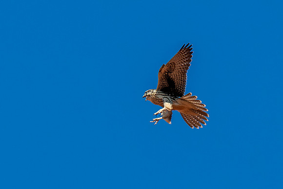Prairie Falcon _MAK7374-Enhanced-NR