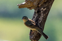Colorado-MAK_0309