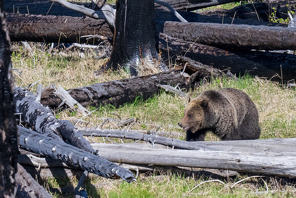 Yellowstone _MAK5098