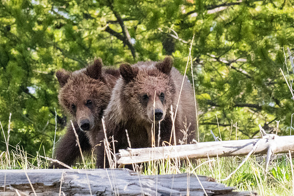 Yellowstone _MAK3939