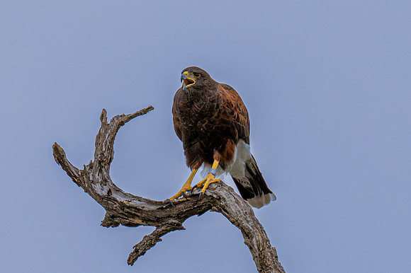 Harris's Hawk_MAK9394-Enhanced-NR