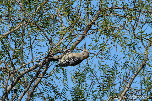 Bentsen-Rio Grande State ParkLAK_1730