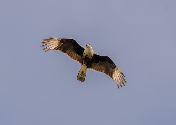 Hawk Watch_MAK1331-Enhanced-NR
