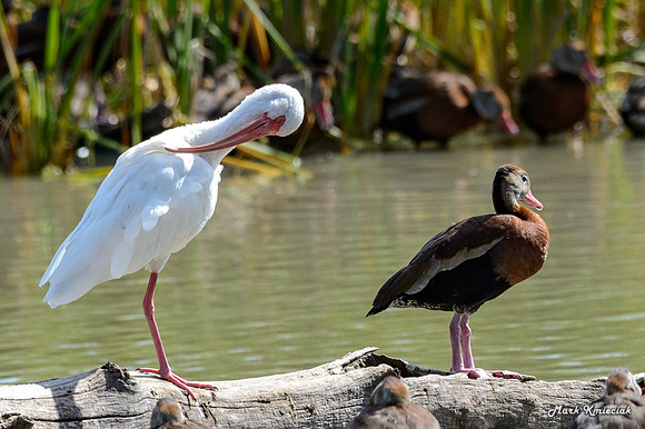 Estero Llano Grande-MAK_2941