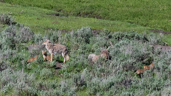 Yellowstone _MAK4432