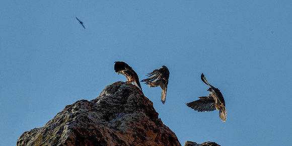 Prairie Falcon _MAK7294-Edit copy-2