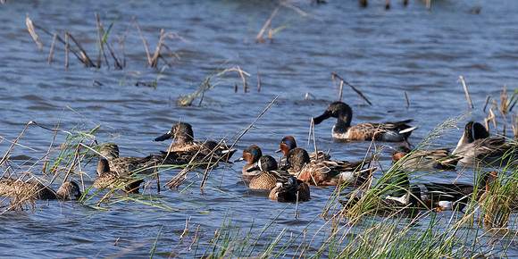 Estero Llano Grande SP_MAK9850