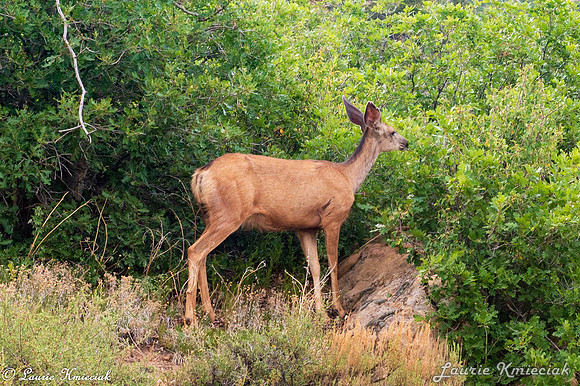 colorado-MAK_8679