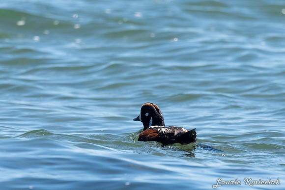 Cannon-Beach-LAK_1619