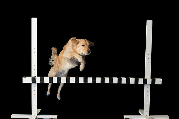 Goose-Spirits Goldens-013