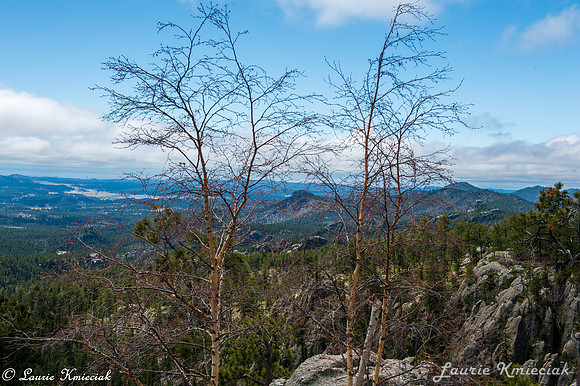 Black-Hills-MAK_8307