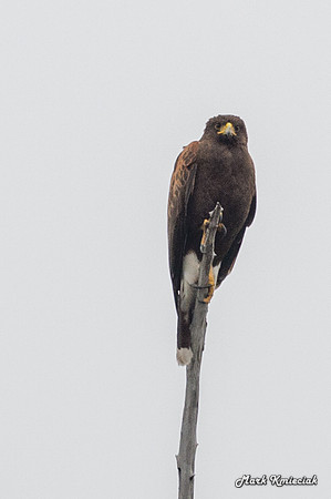 Raptors-MAK_2675