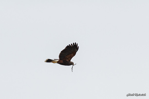 Raptors-MAK_2828