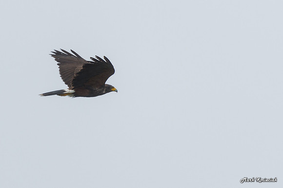 Raptors-MAK_2899