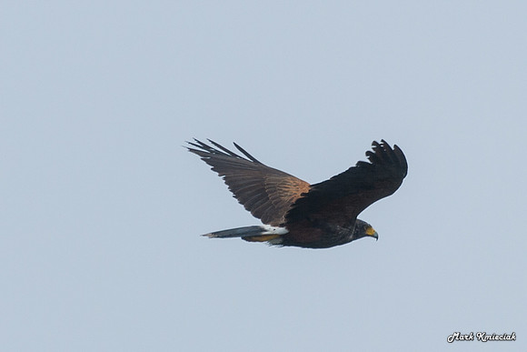 Raptors-MAK_2915