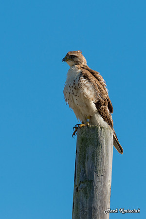 Raptors-MAK_2993
