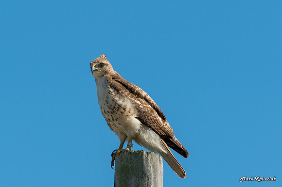 Raptors-MAK_2998