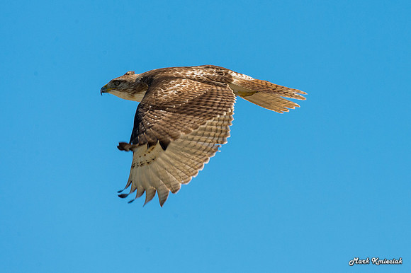 Raptors-MAK_3001