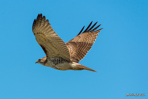 Raptors-MAK_3015