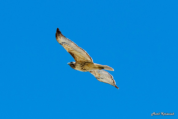 Raptors-MAK_3024