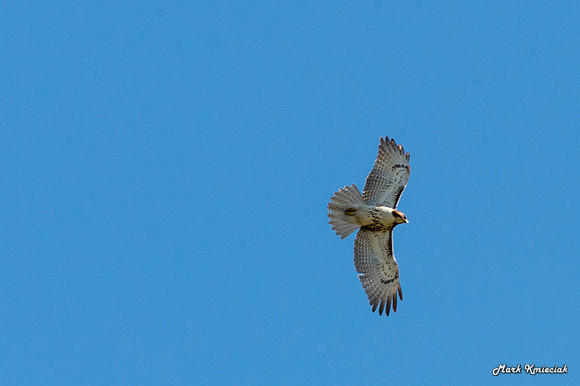 Raptors-MAK_3046