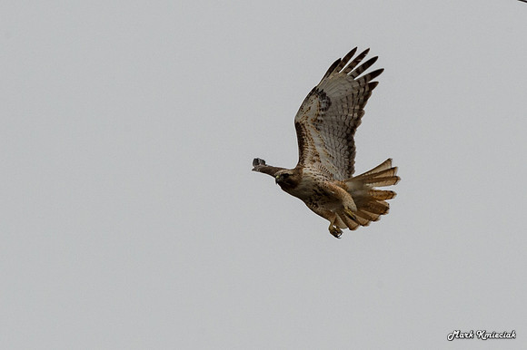 Raptors-MAK_3149