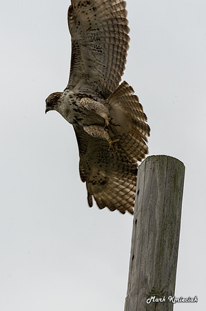 Raptors-MAK_3179