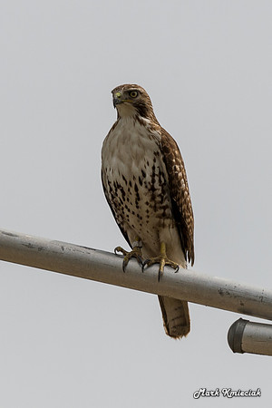 Raptors-MAK_3185
