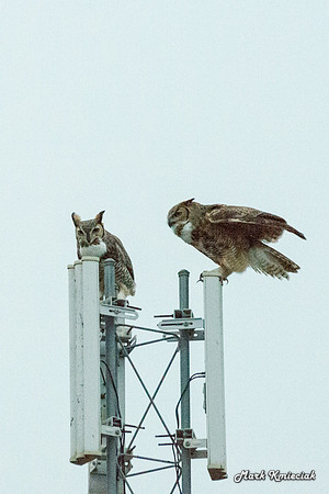 Raptors-MAK_3204