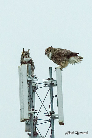 Raptors-MAK_3205