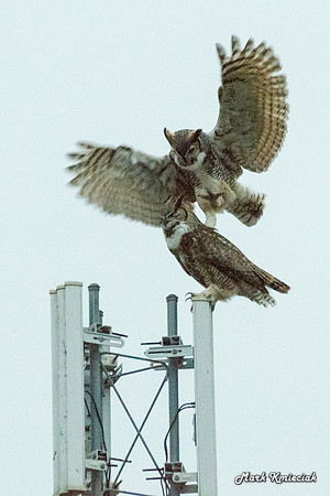 Raptors-MAK_3209