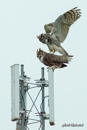 Raptors-MAK_3213
