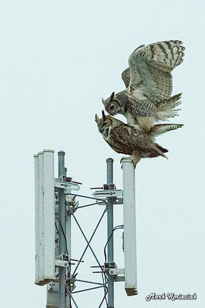 Raptors-MAK_3219