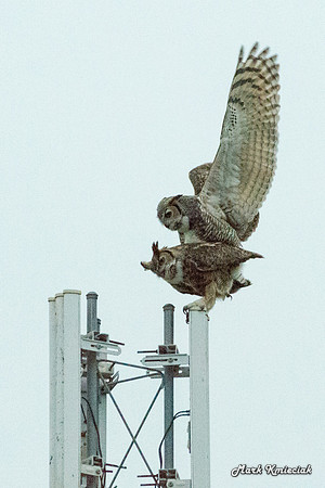 Raptors-MAK_3227