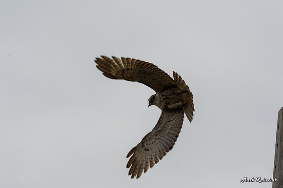 Raptors-MAK_3181