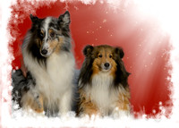 Rod & Cheryl Mees, Lily, and Rocky-_MAK8386-Edit