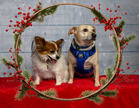 Julia and John Hanley with Bella & Dexter-_MAK8603-Edit