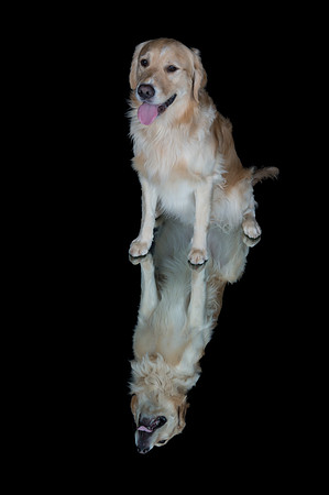 Goose-Spirits Goldens-231