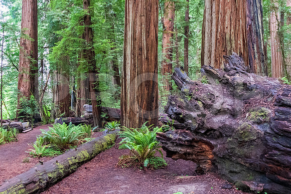 Crescent City CALAK_1132